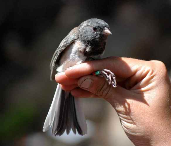 ARRG some days later. His hood is darker.