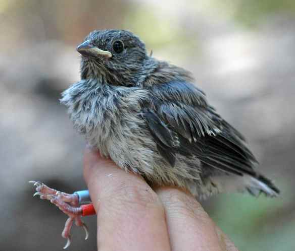 Young fledgling GRAS