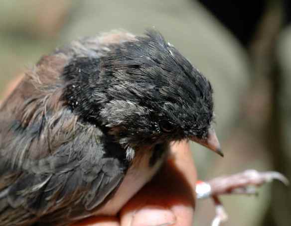 IRKA's hood is full of crazy colors.