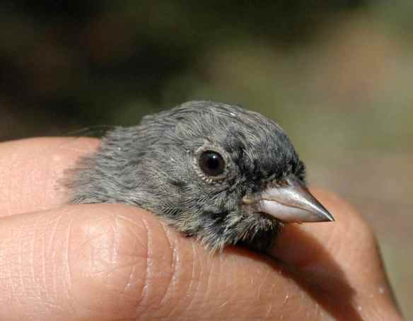 LEAR, dark feathers coming in by his bill.