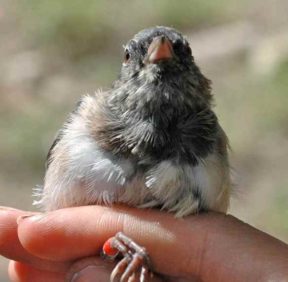 LEAR's breast is the white-with-buffy-sides of an adult, but the underside of his throat is still streaky.