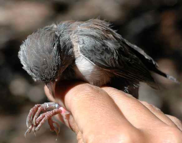 LISA again. Such a pretty head.