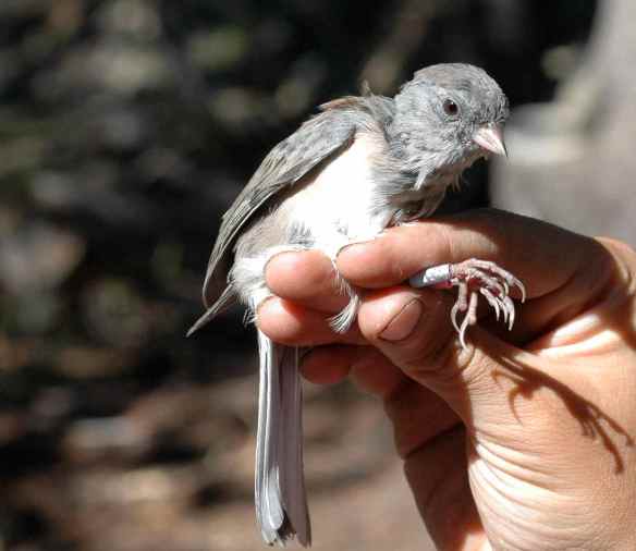 LISA's hood is especially light and full of browns.