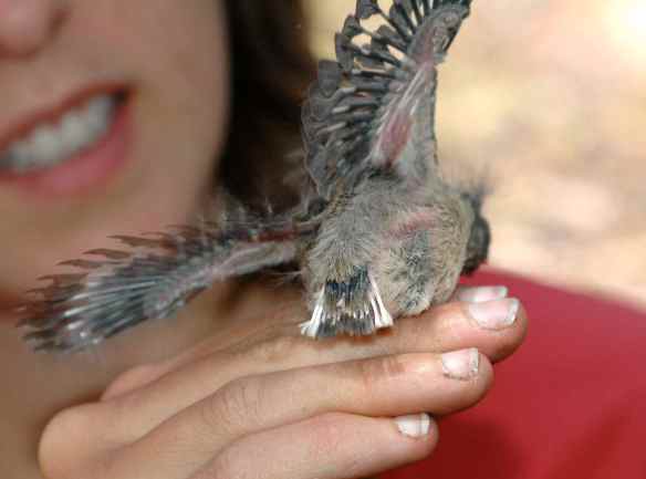 Big soaring wings like a Turkey Vulture!