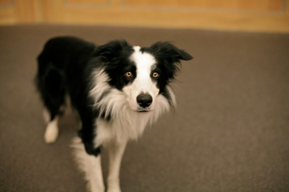 Border collie. Photo by Trevis Rothwell
