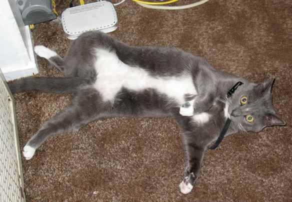 White markings on Limpet the cat. Not primarily facial markings, but hey, she's trying.