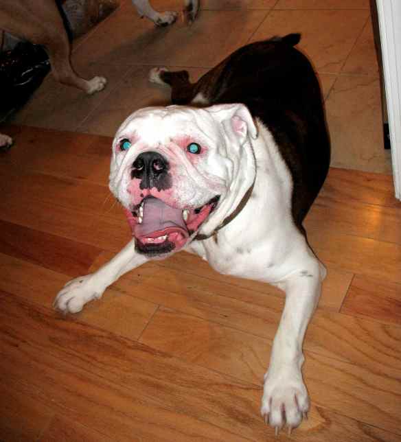Scully the (awesome) English bulldog: wide skull, short snout, underbite.