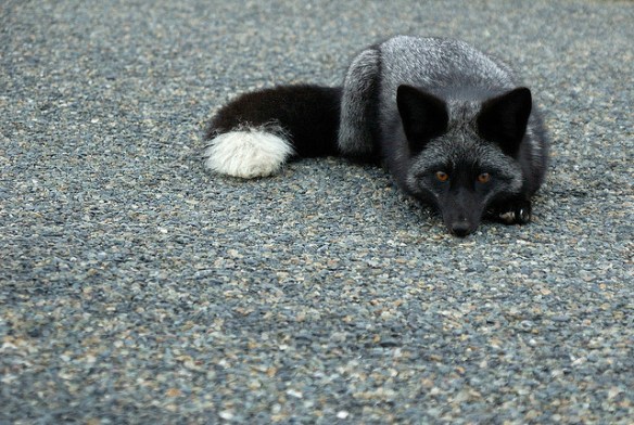 Young wild silver fox. Photo by Matt Knoth