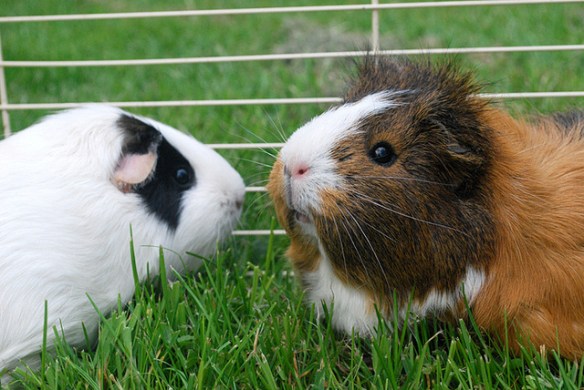 White facial markings on domestic guinea pigs. Photo by Daniel Hall