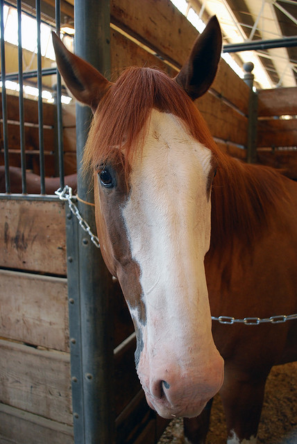 White-faced horse. Photo by Andrea Church