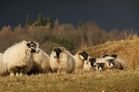 White facial markings on sheep. Photo by David Reid
