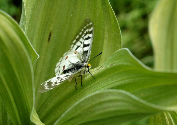 2013_butterflies_redspots2