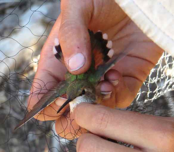 2013_bycatch2_hummingbird3