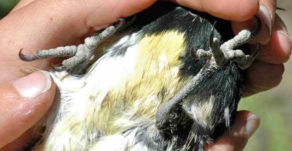 2013_bycatch2_WISA_feet