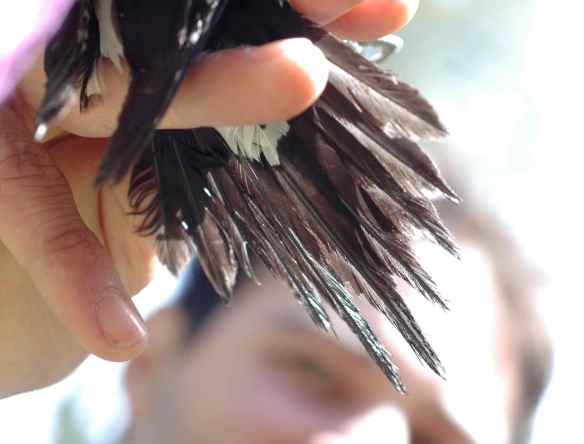 2013_bycatch2_WISA_tail