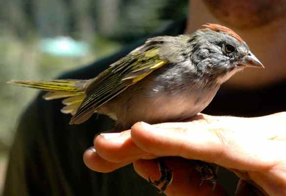 2013_bycatch4_adtowhee1