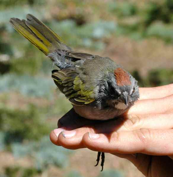 2013_bycatch4_adtowhee3