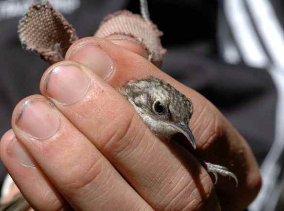 2013_bycatch4_creeper1