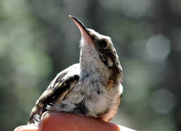 2013_bycatch4_creeper2