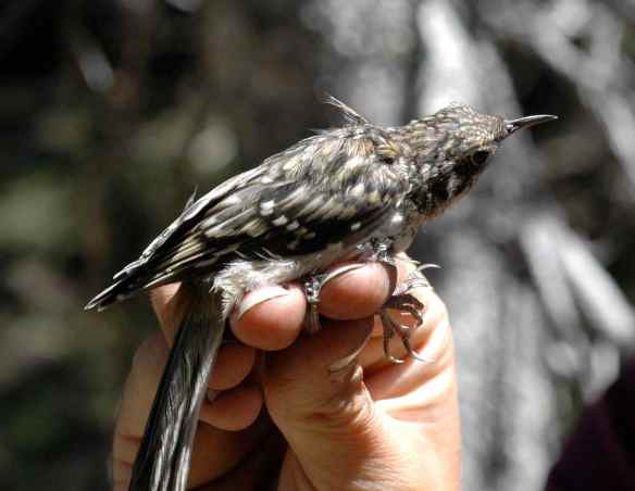 2013_bycatch4_creeper3