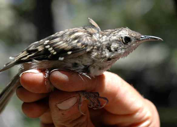 2013_bycatch4_creeper4