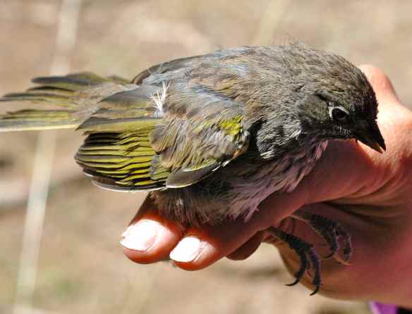 2013_bycatch4_juvtowhee1