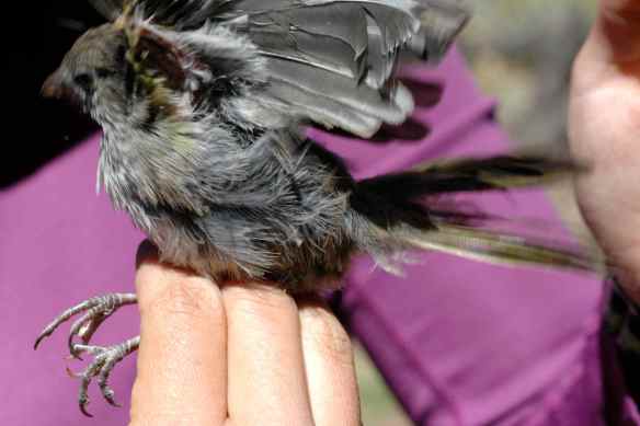 2013_bycatch4_juvtowhee2