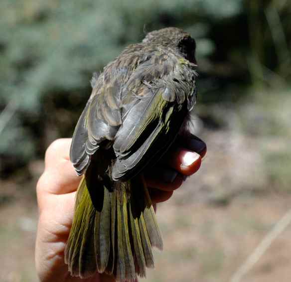 2013_bycatch4_juvtowhee3
