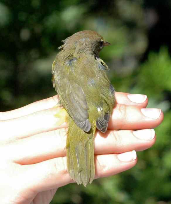 2013_bycatch4_macwarbler3