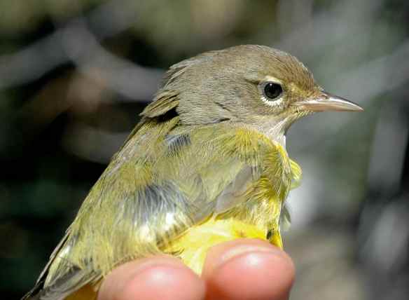 2013_bycatch4_macwarbler4