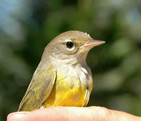 2013_bycatch4_macwarbler5