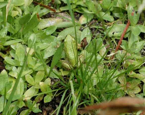 The greener one again