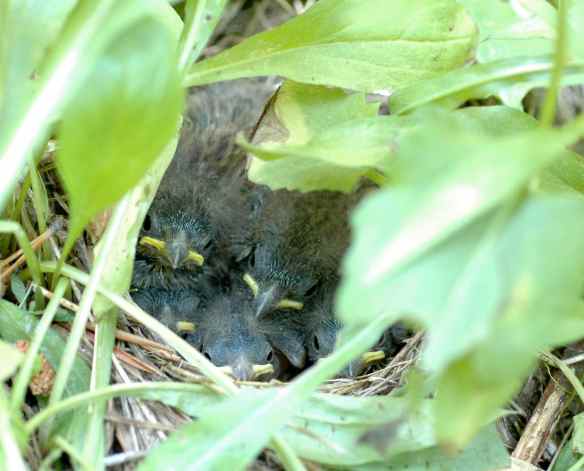 ARBS and his siblings demonstrate the more challenging five-bird double-decker face-forward.
