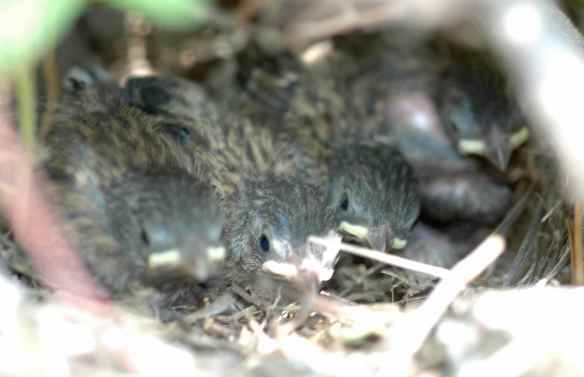 Like SESA and her siblings, you'll need a lot of space for the linear face-forward, but its understated elegance makes this one a classic.