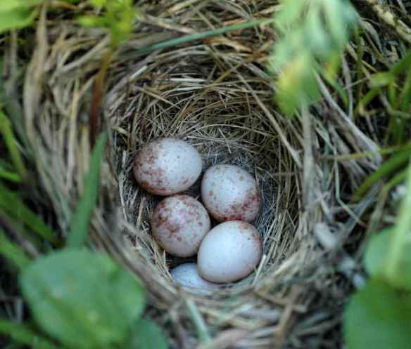 These eggs are a mess. Look at that one shoved under the others. Don't let this be your nest!
