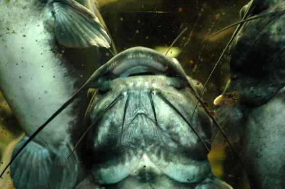 Big catfish = delicious.