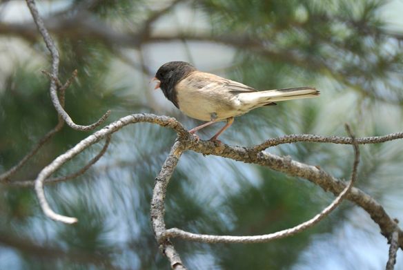 Mom, angrily chipping at us. Photo by M. LaBarbera