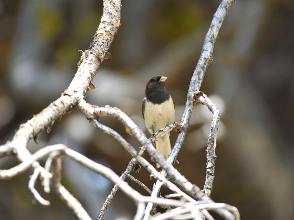 Dad. You can tell the parents apart by the color of their hoods: the male's is darker. Ideally the parents would be banded and identifiable by their band combinations, but we didn't manage to band this pair. Photo by M. LaBarbera