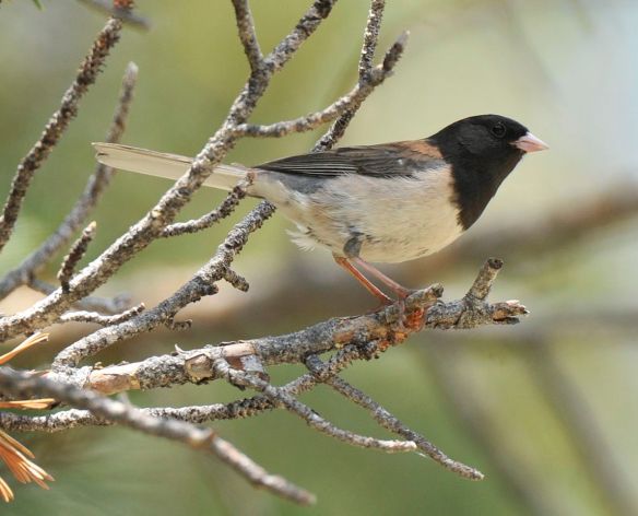 Dad looking at us again. Photo by M. LaBarbera