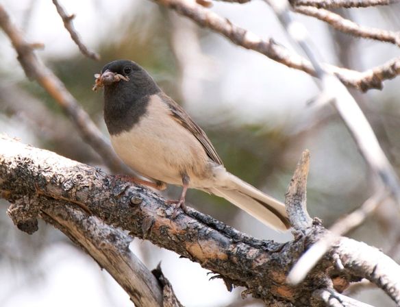 Mom has a bug too. Photo by M. LaBarbera