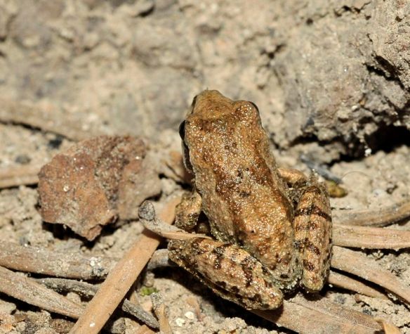 Pacific_treefrog_0299