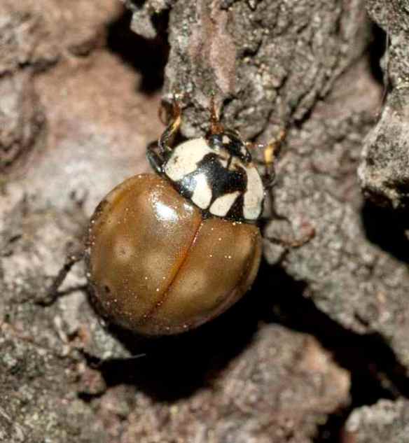 A Rathvon's lady beetle from my study area. Photo by M. LaBarbera.