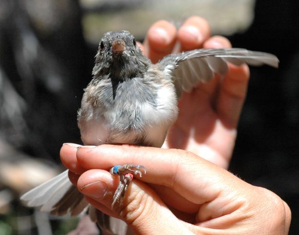 Raise your hand/wing if you have a question.