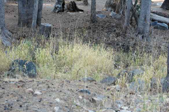 2013_winter_before_alp