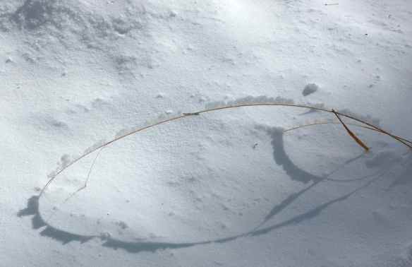 Snow balanced on a blade of grass.