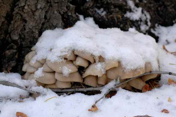 2013_winter_mushrooms