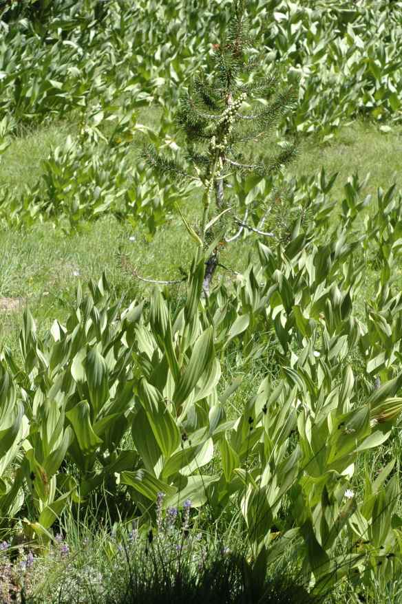 2013_winter_SAIRs_nest2