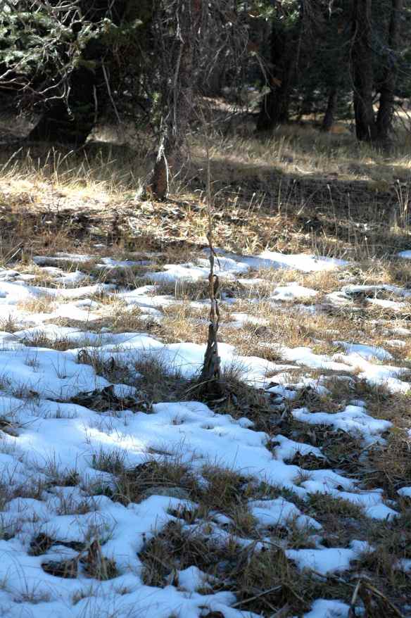 2013_winter_SAIRs_nest_4