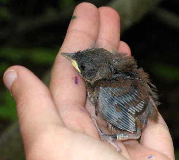 I did eventually figure out what House Wrens were. (This is a 9-day-old nestling. Look at the bill on him! It looks very long and pointy to my junco-accustomed eyes.)