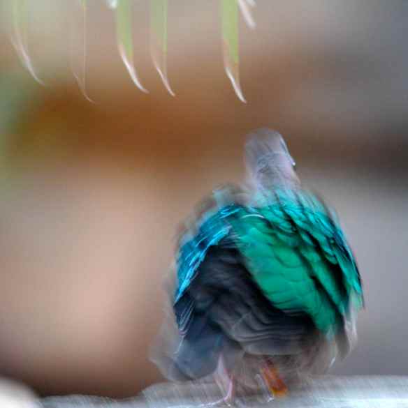 Emerald Dove. Photographed at the Lincoln Park Zoo in Chicago.
